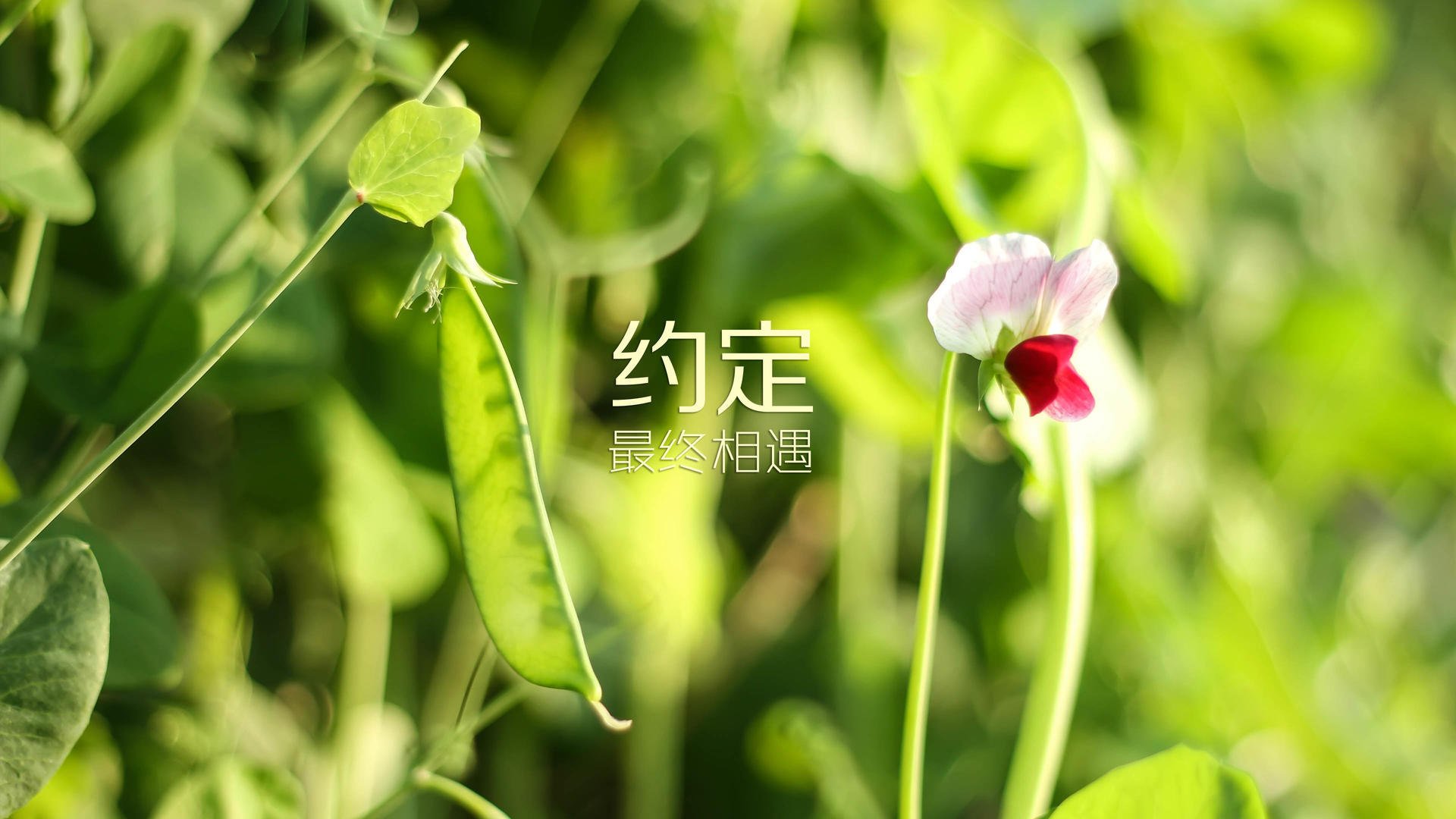 LPL首推“战队诚信评估指数”，影响转会资格