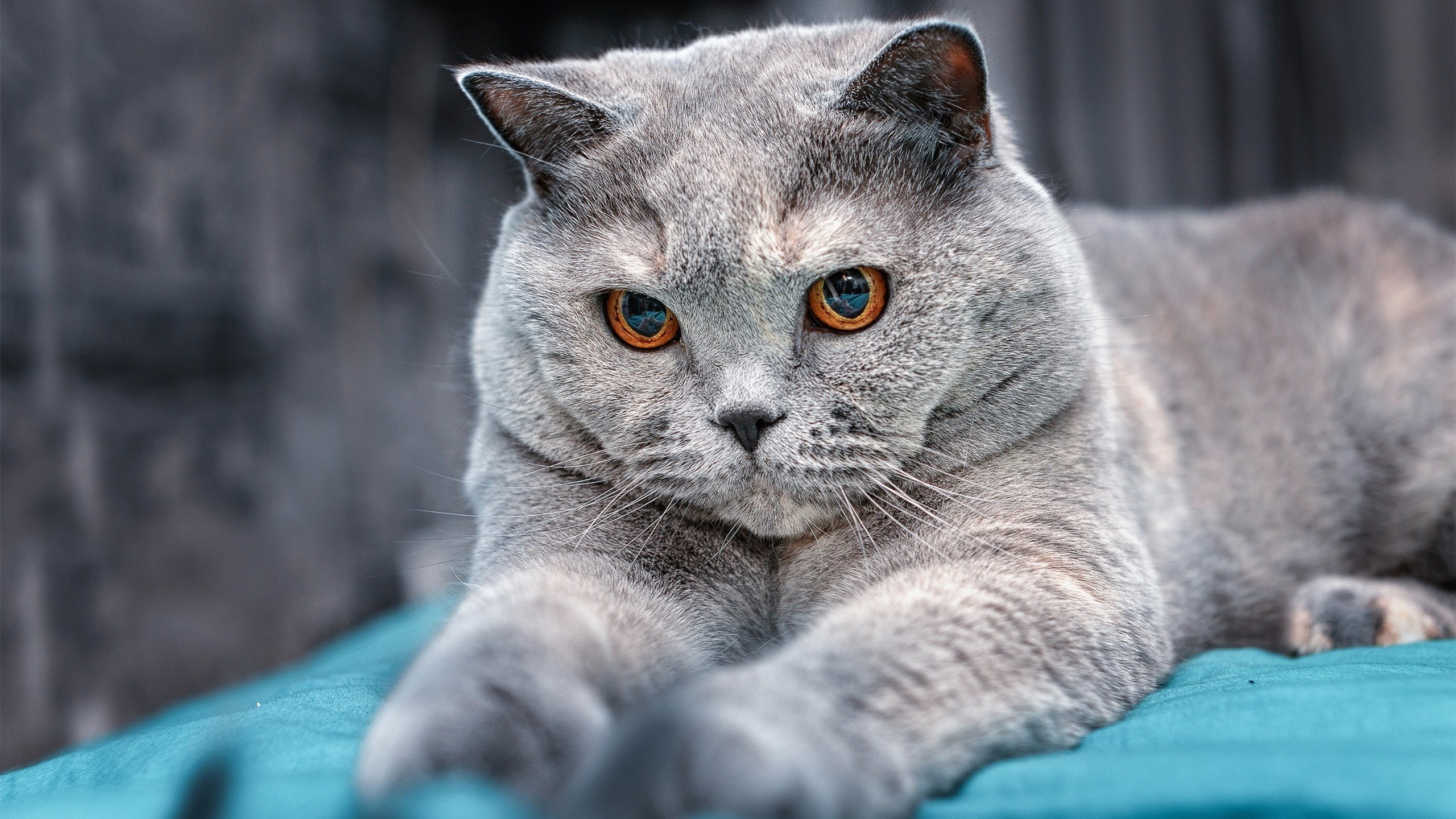 夺冠热门:五大联赛中最具夺冠可能性的球队,五大联赛都夺冠的球员