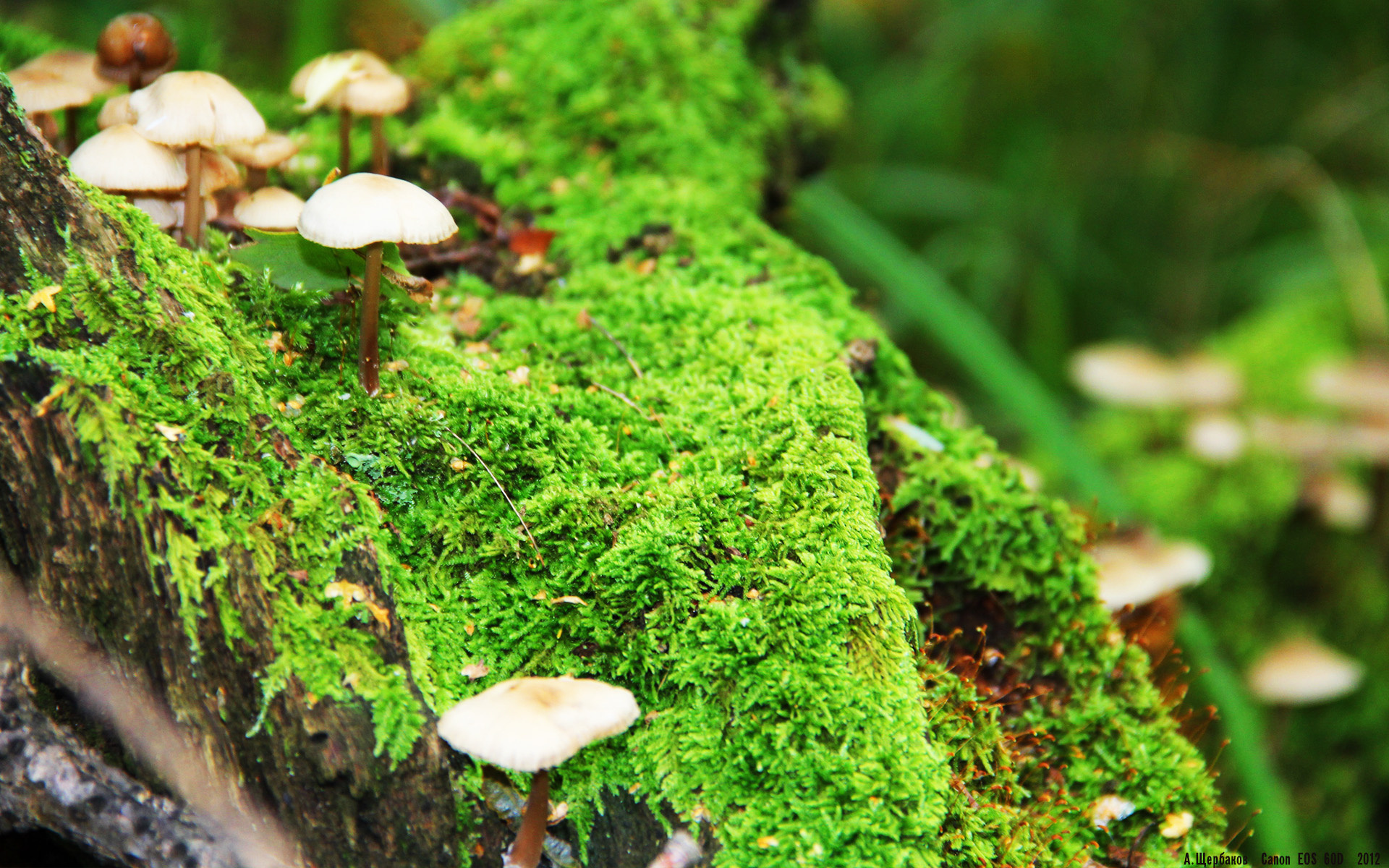 国际马术盛会中国骑手再创新高,中国马术骑手证