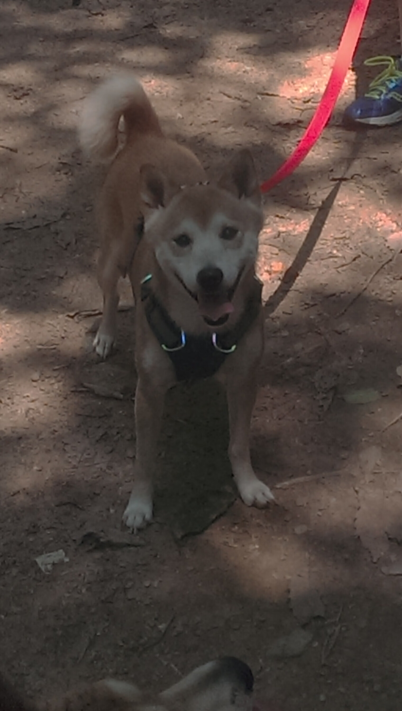 校园体育文化活动社会影响研究，校园体育文化的建设与发展