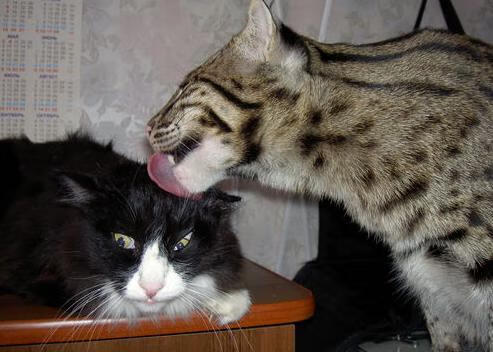 青少年体育活动安全保障,青少年体育活动安全保障措施