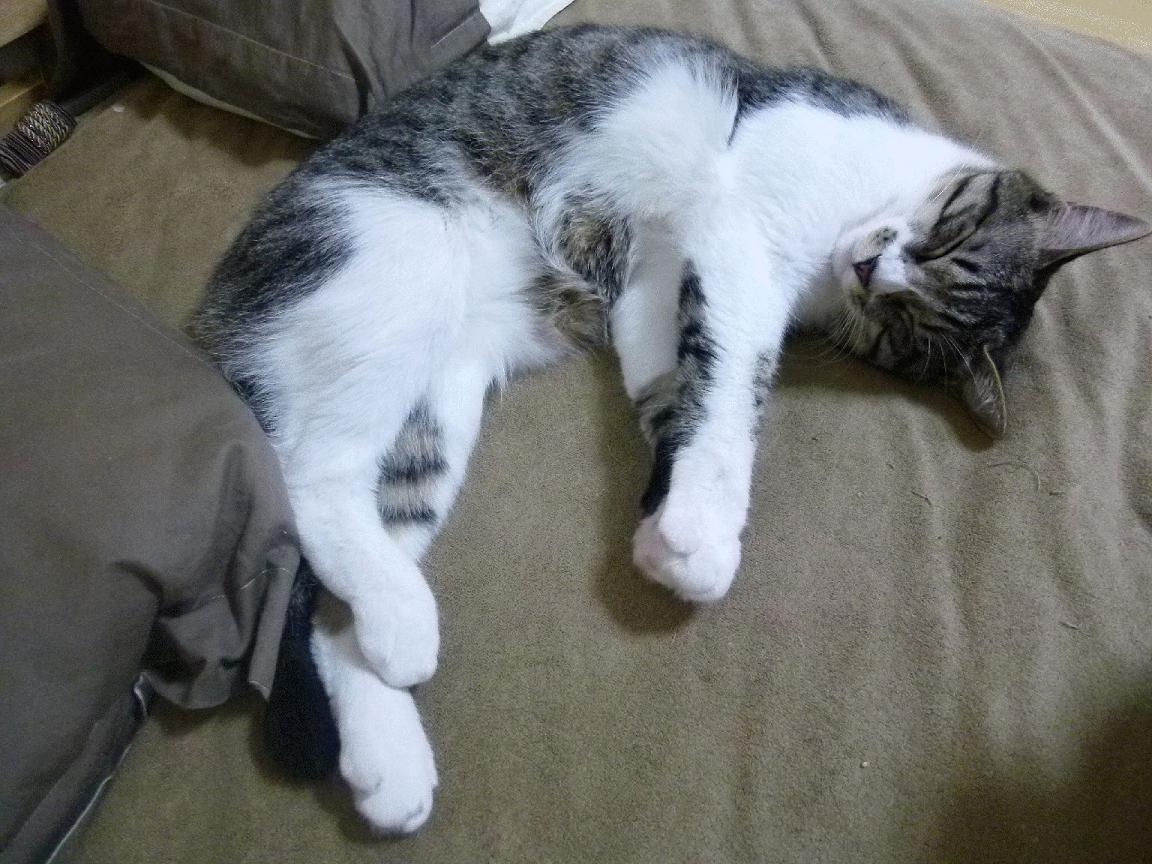 “羽毛球选手超常发挥,简阳文体中心赛场火爆”