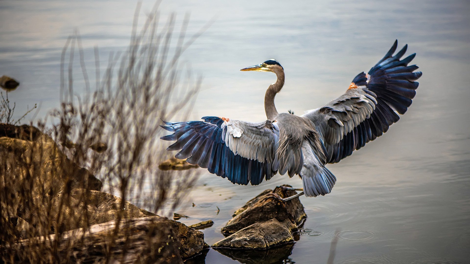 中国男篮回归基本功训练 注重实战细节,中国男篮归化两人加入