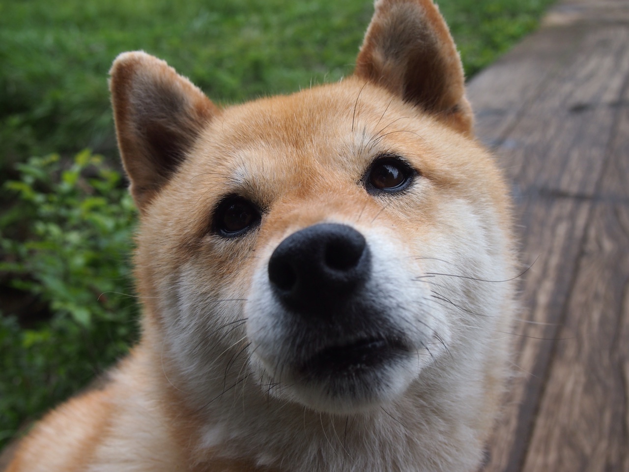 加拿大队赛制解析：如何通过赛制提高心理素质和抗压能力，加拿大队名单